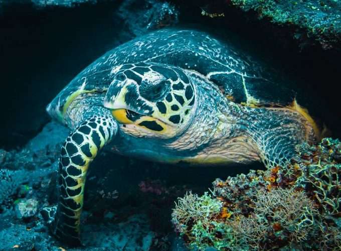 snorkelling and diving in zanzibar islands