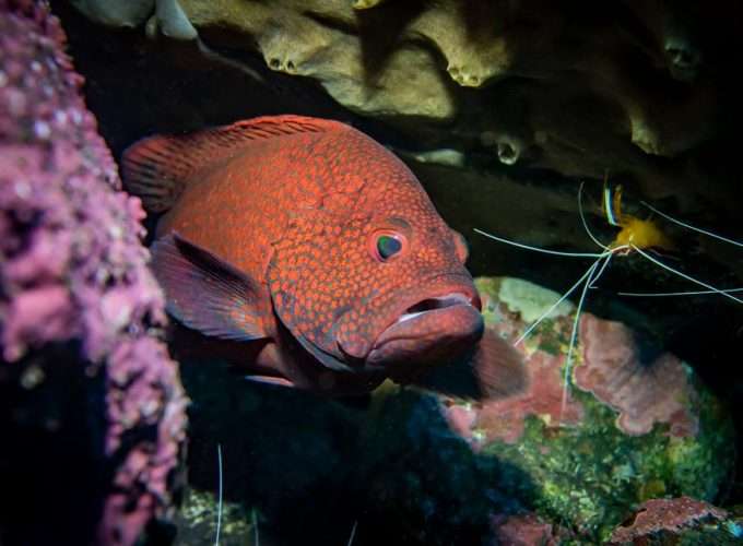 snorkelling and diving in zanzibar islands