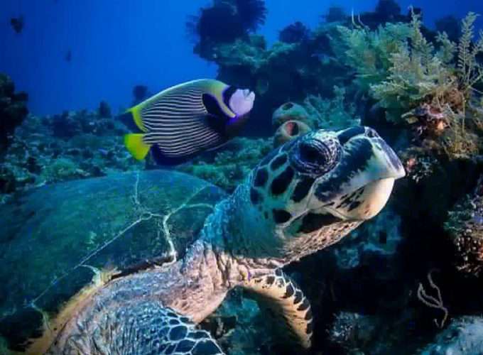 snorkelling and diving in zanzibar islands