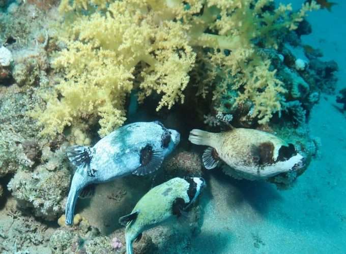 snorkelling and diving in zanzibar islands