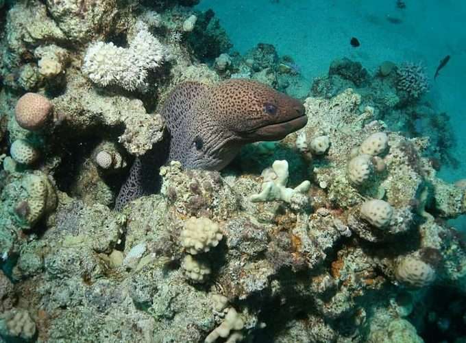 snorkelling and diving in zanzibar islands