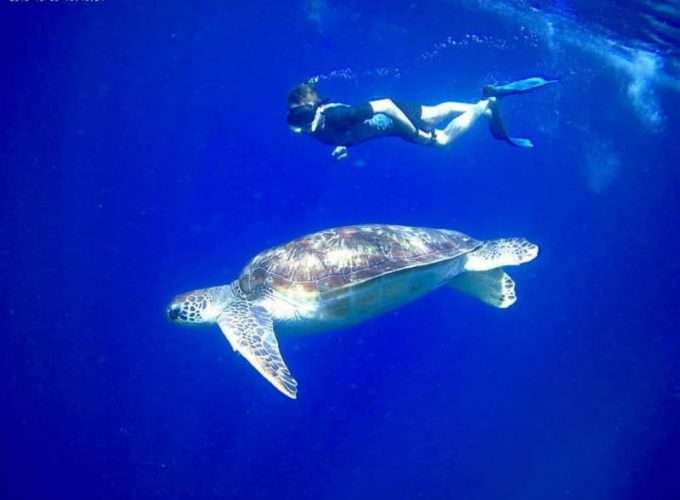 snorkelling in zanzibar sea turtle