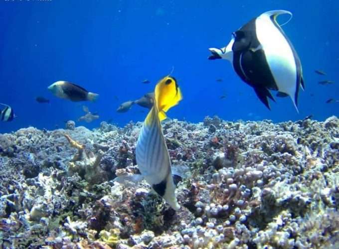 snorkelling and diving in zanzibar islands