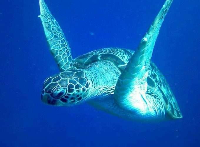 green marine turtle in zanzibar