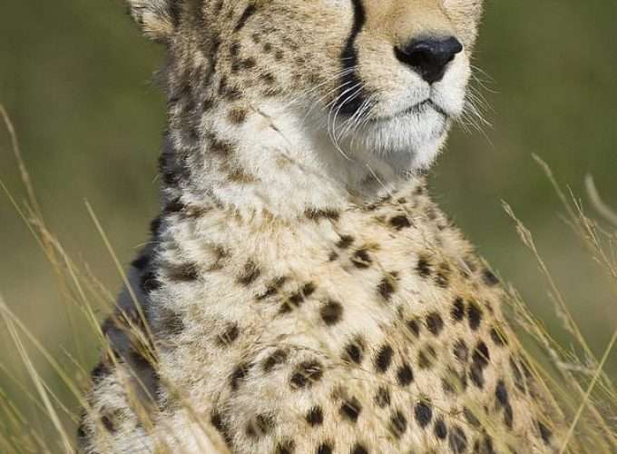 royal cheetah standing observing savannah