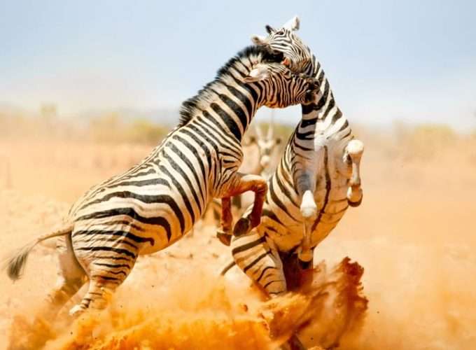 zebra fighting in masai mara national park, kenya