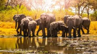 Perché la Selous Game Reserve dovrebbe essere in cima alla tua lista dei desideri in Africa