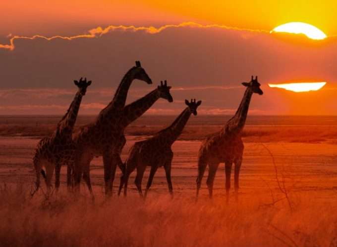 gyraffe at sunset in african savannah safari wildlife africa