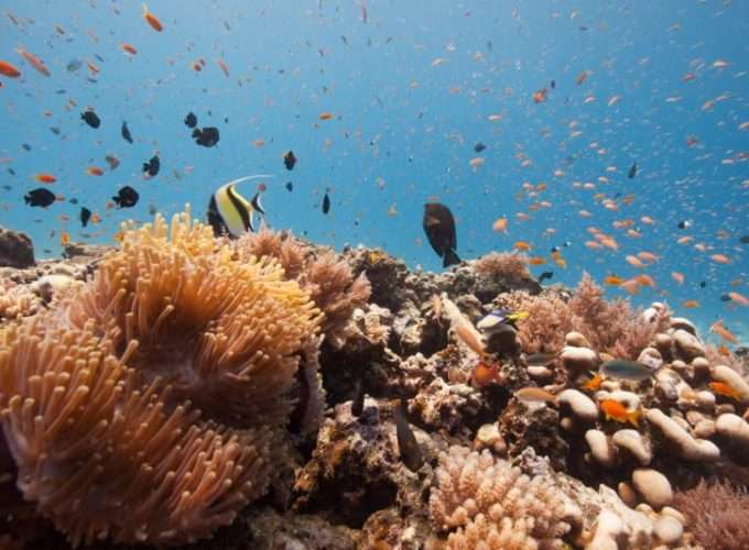 snorkelling in zanzibar islands