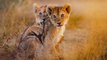 Parco Nazionale Ruaha: il segreto del safari meglio custodito della Tanzania