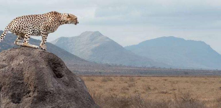 Tanzania – Destinazione di Vacanze e Safari