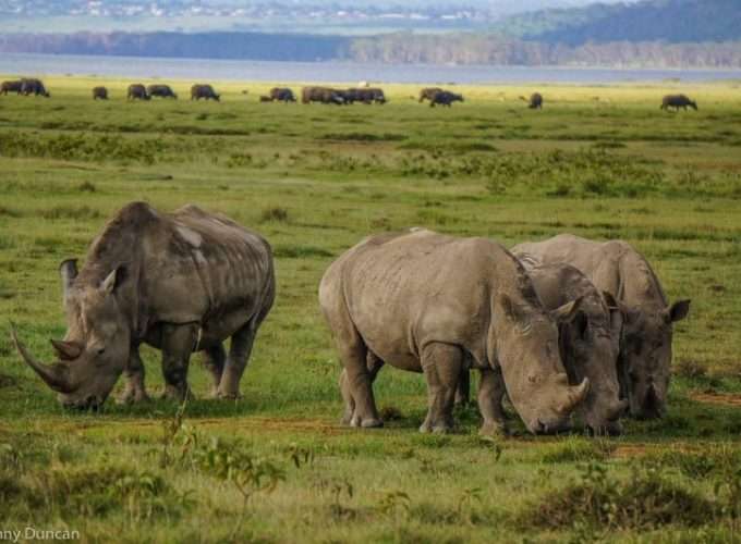 Rhino in savannah conservation wildlife national park