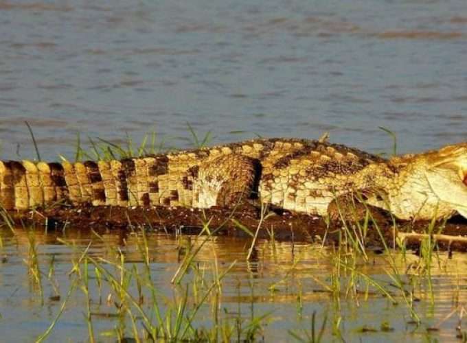 crocodyle in african river safari