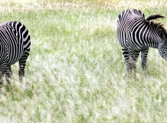 zebras in savannah africa safari