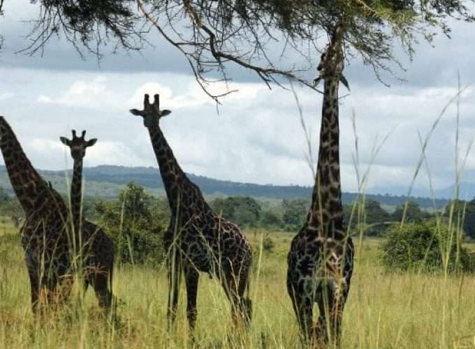 giraffe in mikumi national park tanzania safari