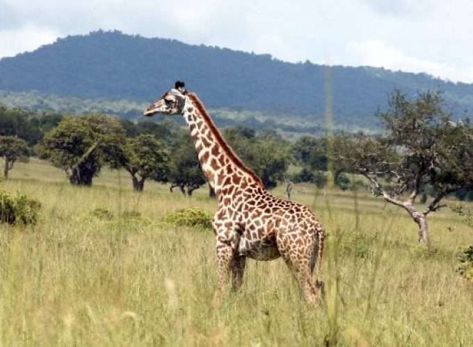 lonely giraffe in savanna africa safari