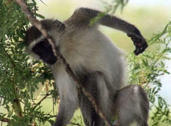 udzungwa monkey africa safari