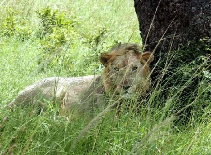 lion relaxing in african savannah safari experience