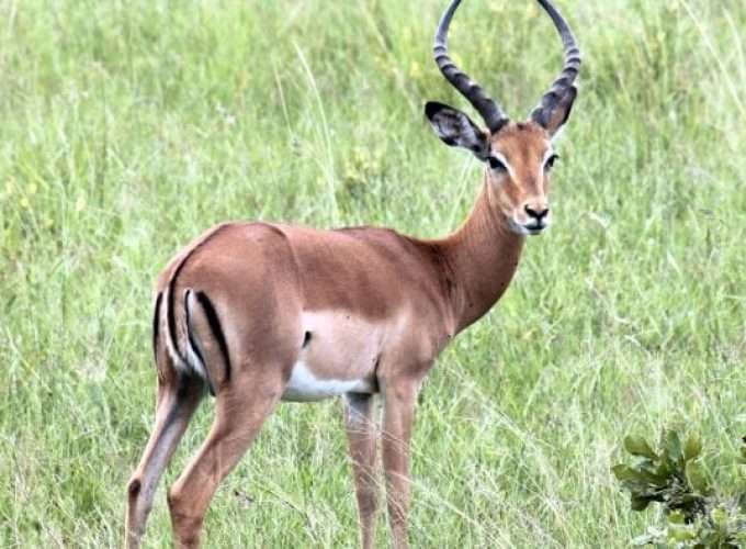 antilope in udzungwa mountain