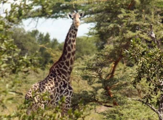 selous safari giraffe