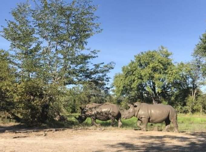 rhino walking safari zambia