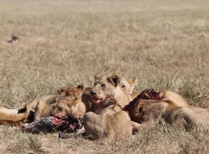 Lions eating a prey in african savannah tanzania safari