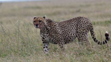 Spedizione safari in Tanzania
