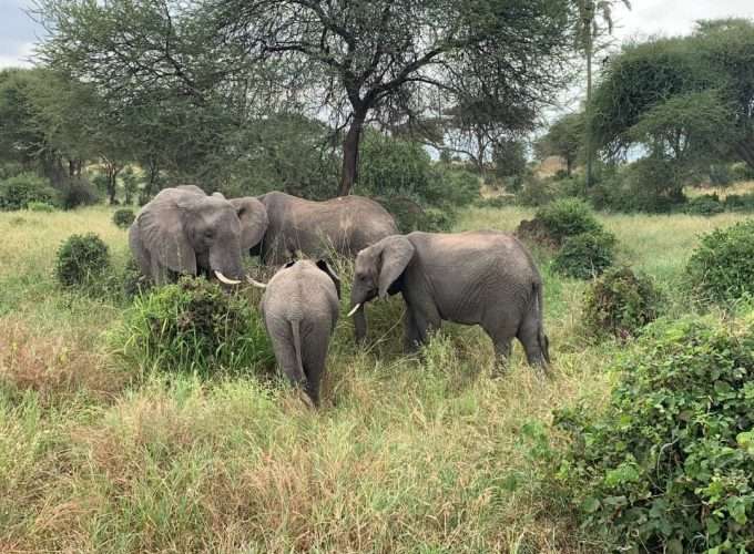 elephants in okawango delta moremi safari botswana