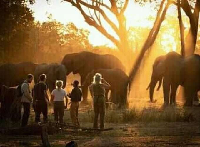 botswana chobe elephants africa safari