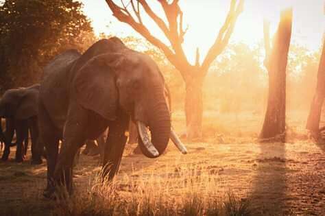 botswana chobe elephants africa safari 1