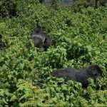 gorilla in virunga