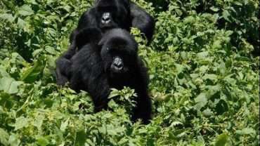Conservazione e viaggio: Parco Nazionale Virunga