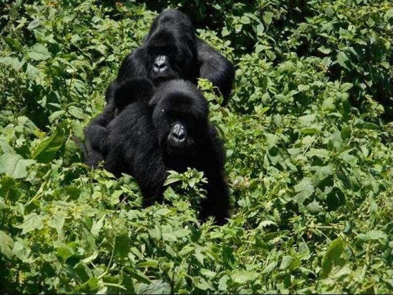 Ambush to wildlife rangers in Virunga National Park