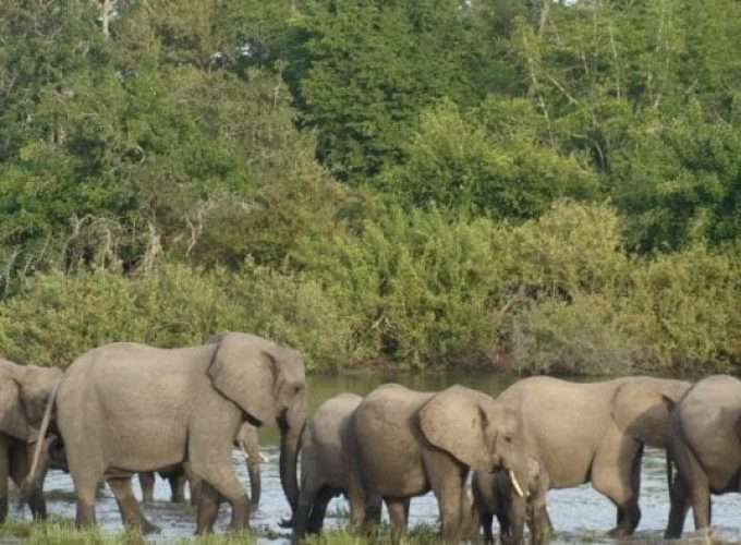 elephants crossing river in selous