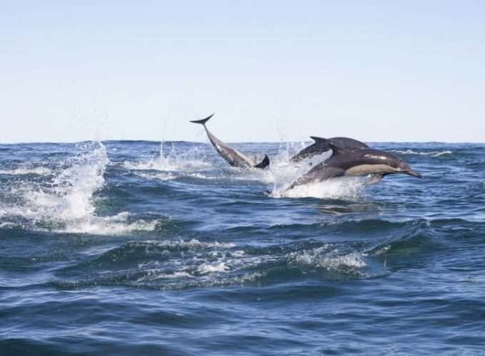 Dolphin tour