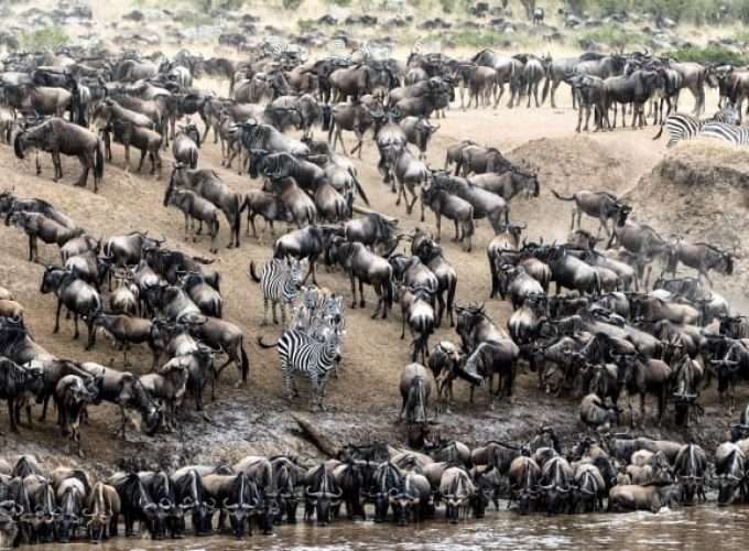 great migration africa safari mara river