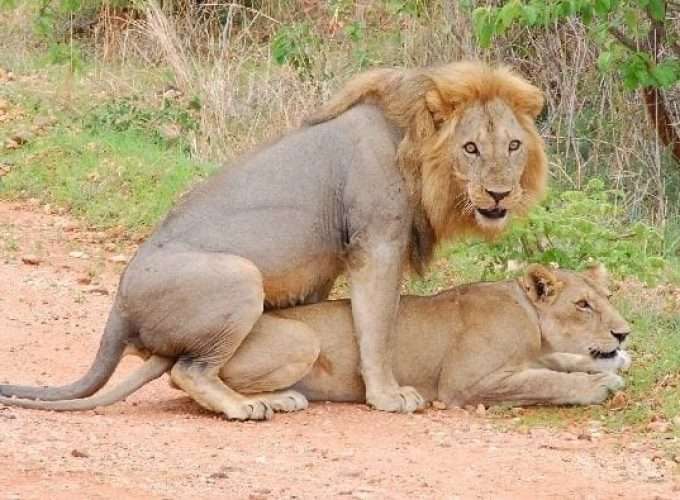 lions-mating-812x395