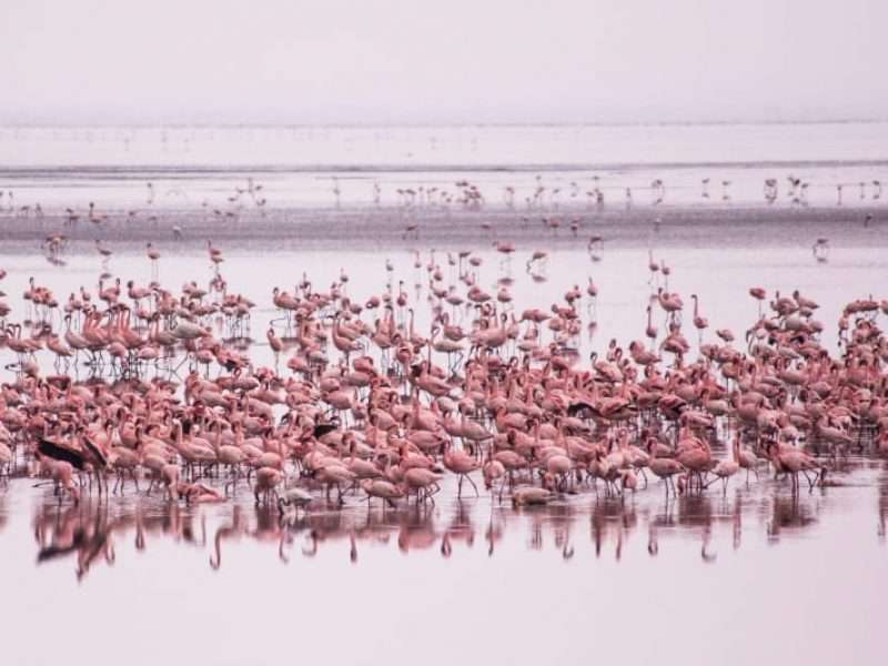 pink flamingo lake manyara tanzania africa safari