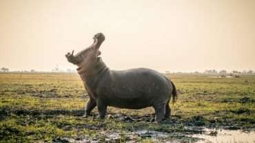 Hippopotamus amphibius