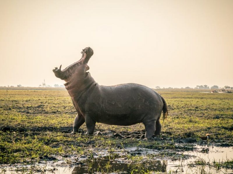 Hippopotamus amphibius