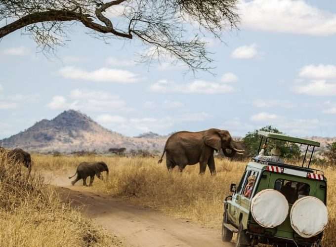 safari africa elephant kilimanjaro