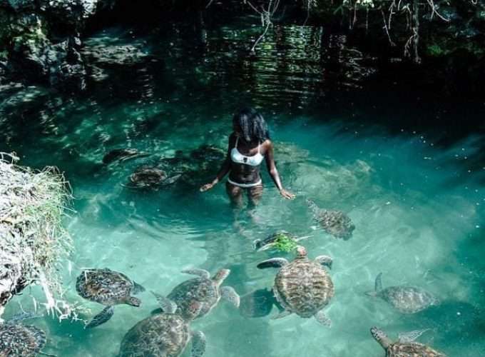 zanzibar turtle aquarium