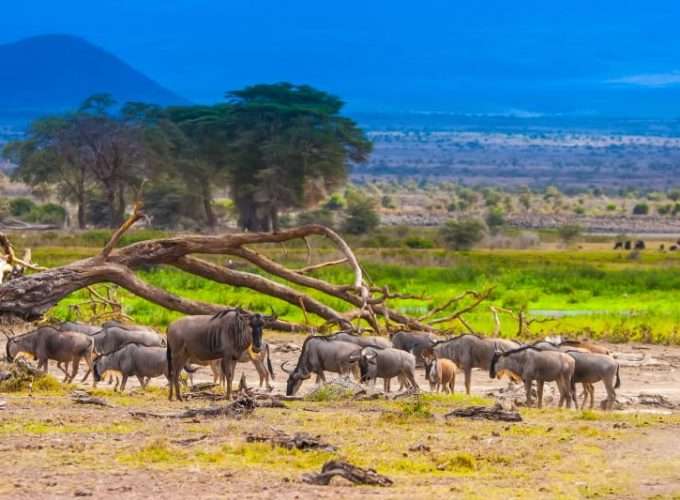 wildbeests migration safari tanzania kenya africa