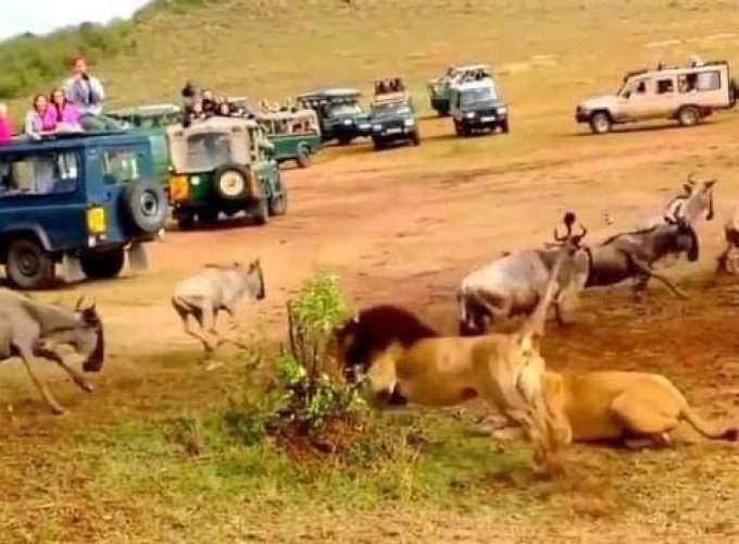 wildlife safari tanzania lions