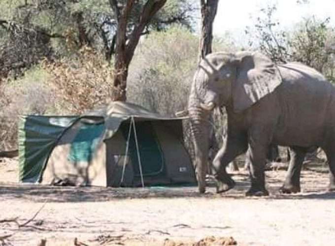 best safari travel elephants camping safari botswana