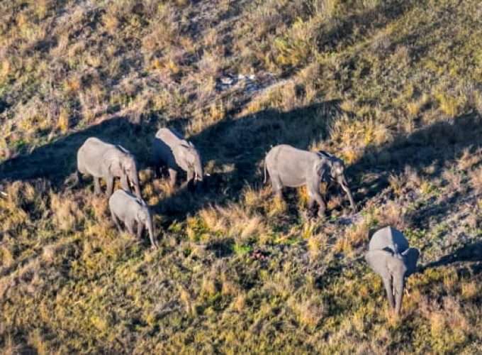 Botswana - elephants in Okawango