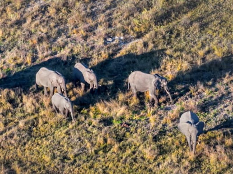 Botswana - elephants in Okawango