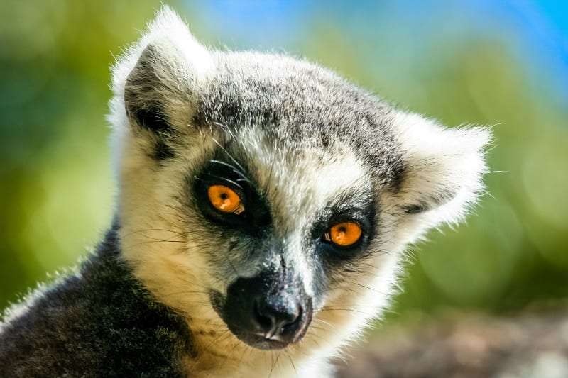 lemur madagascar island holiday adventure beach
