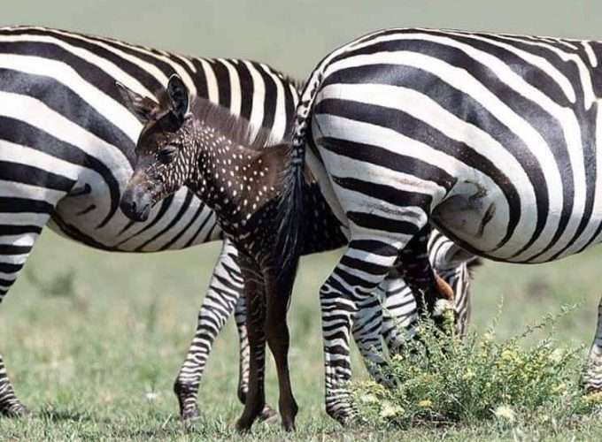 new born zebra in maasai mara game reserve kenya