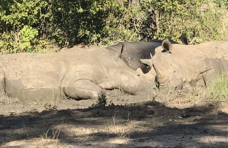 White Rhino Tracking